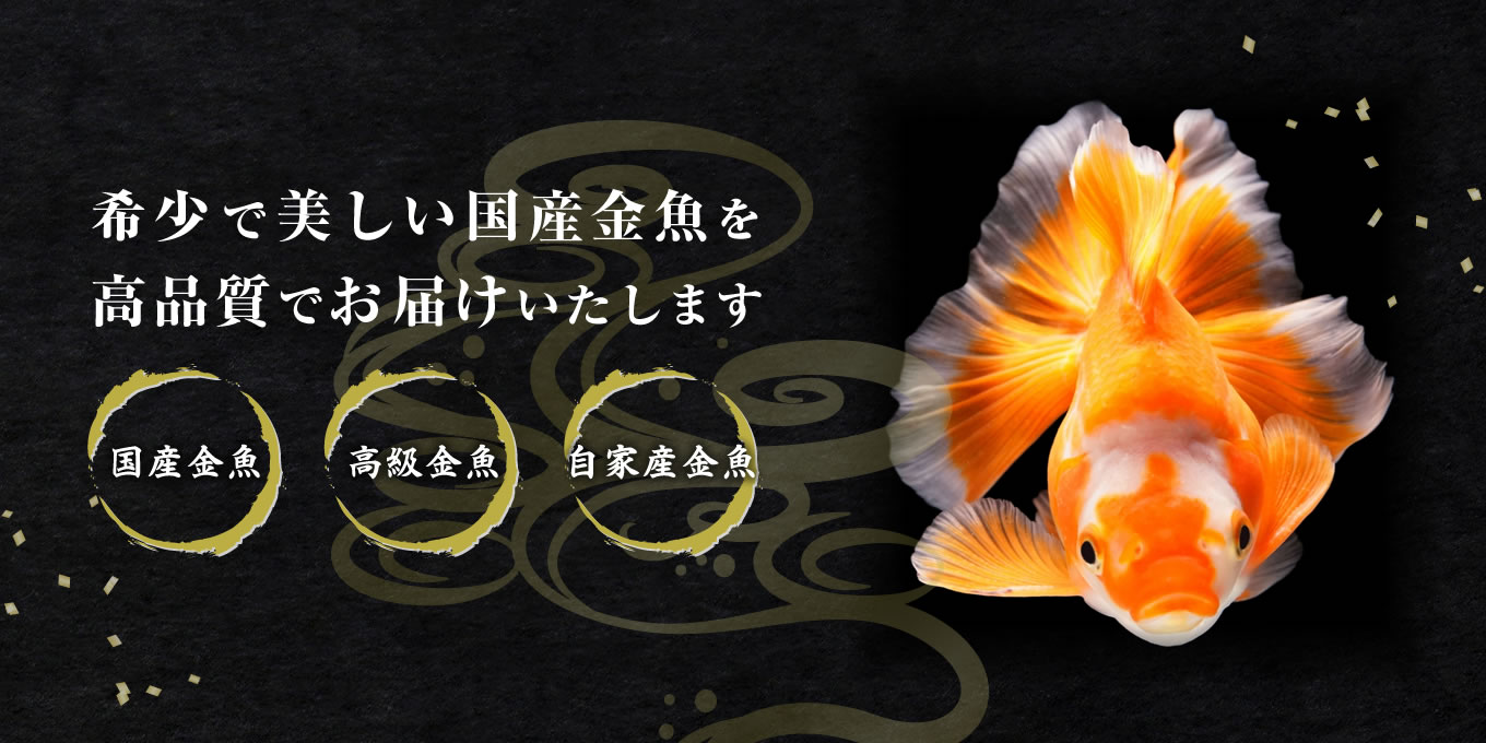 希少で美しい国産金魚を高品質でお届けいたします 国産金魚 高級金魚 自家産金魚